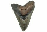 Huge Fossil Megalodon Tooth - South Carolina #325246-1
